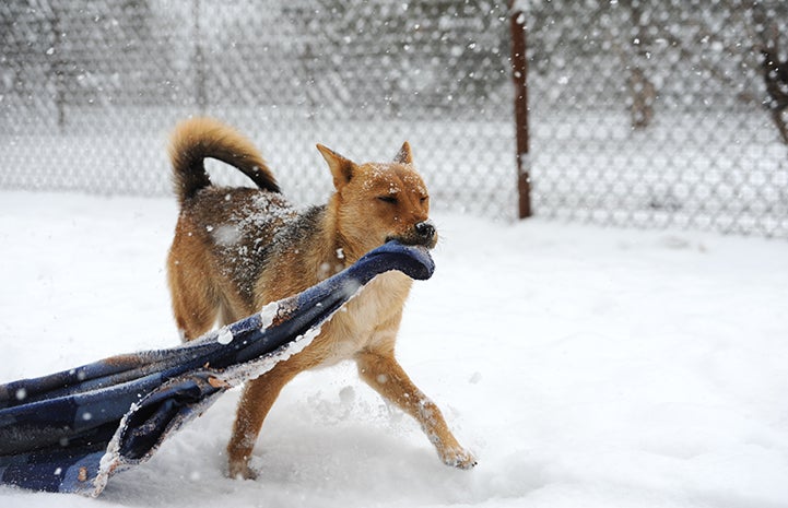 I’ll be the warmest pup in the yard with my blankie.