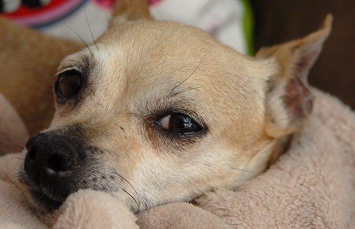 Chihuahua snuggling in a blanket