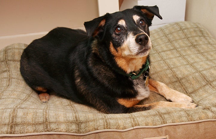 Dog resting on a comfortable bed