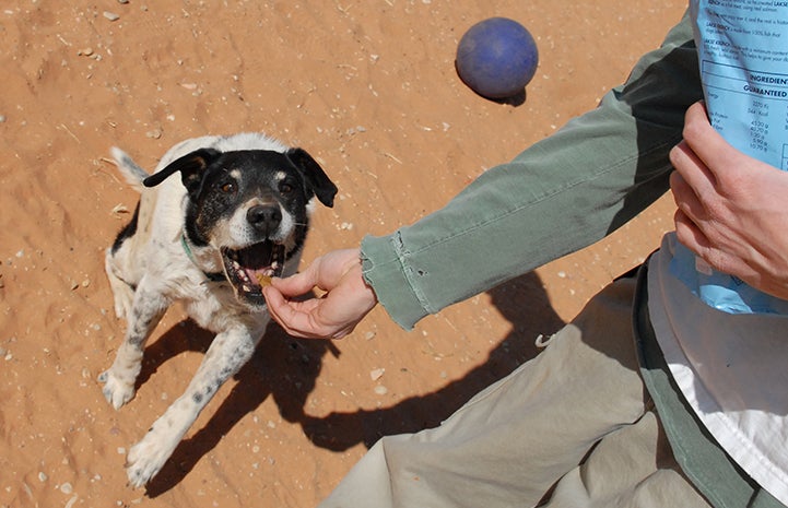 Dog being fed a dog treat