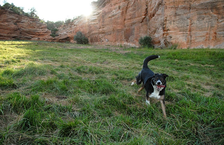 Dog running in a field at Best Friends Animal Sanctuary