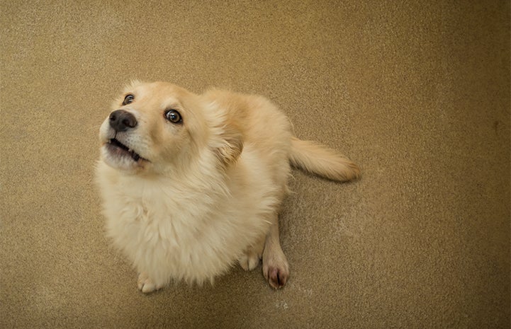 Fluffy white and tan pup