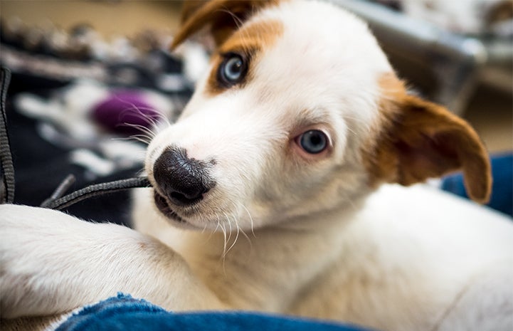 Puppy chewing