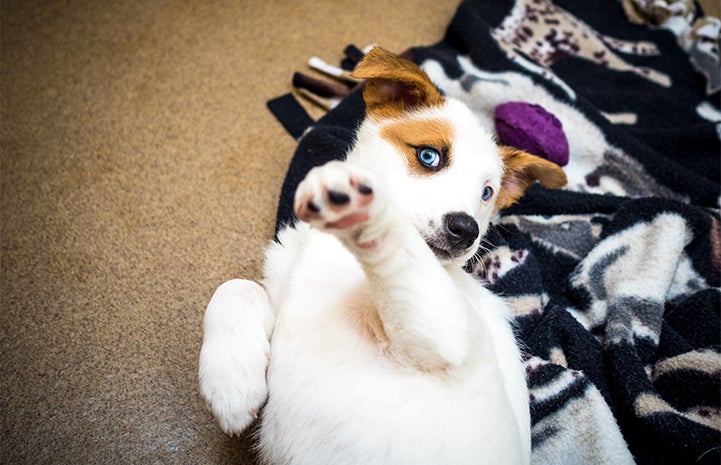 Puppy rolling over and showing her belly