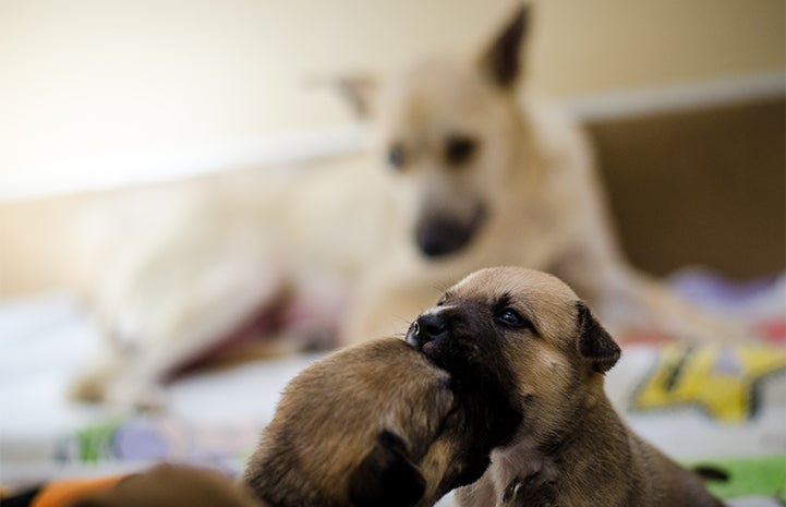 Two puppies playing with their mother in the background