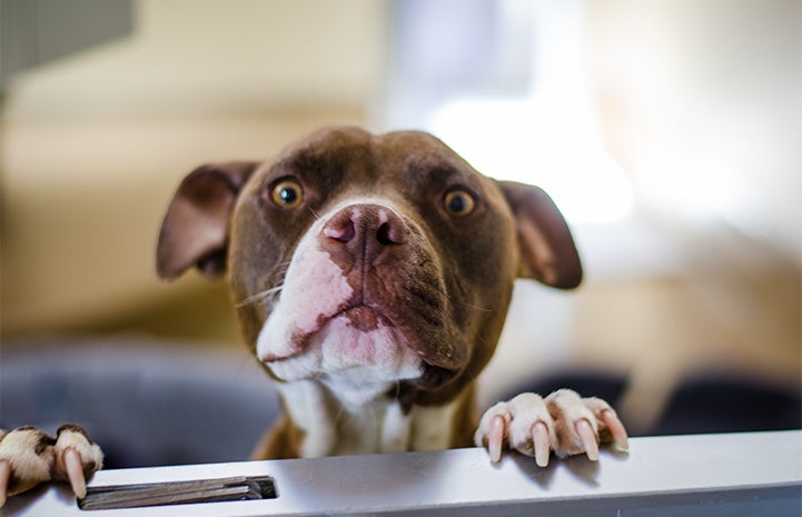 Pit bull mother dog