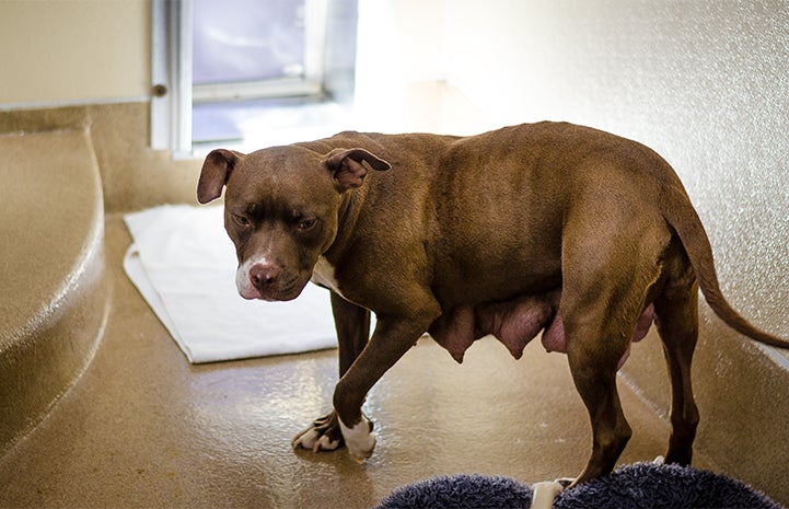 Mother dog who has recently given birth to a litter of puppies