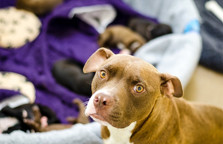 Mom dog and her pups