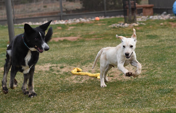 Gemini gained some much-needed weight and worked on his social skills