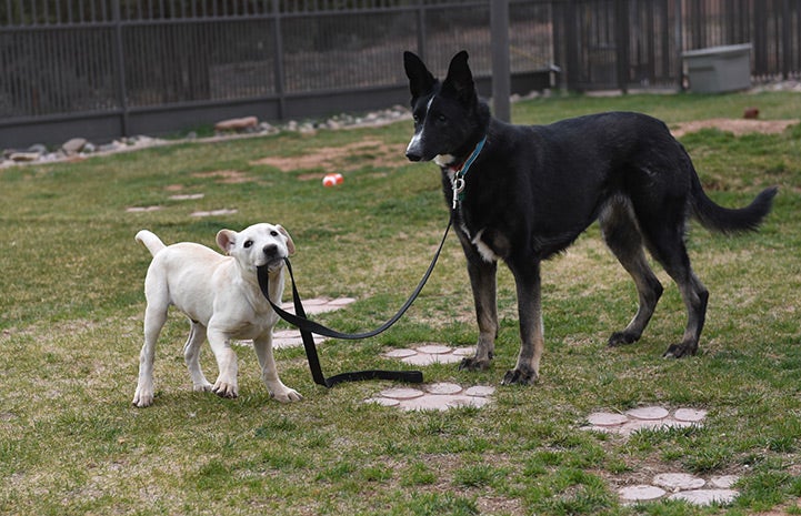 A partially blind and deaf shepherd mix, took the scrappy puppy under her wing