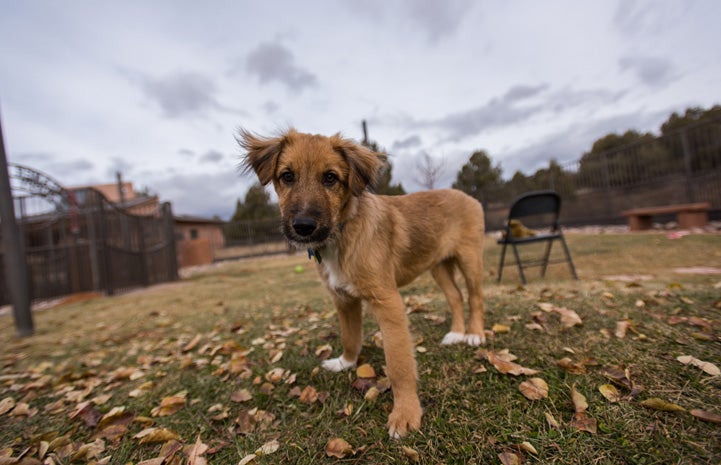 Besides the limp — and the fact that he’s not quite as quick on his feet as his siblings — Chandler is a normal puppy who can do everything and anything healthy puppies do