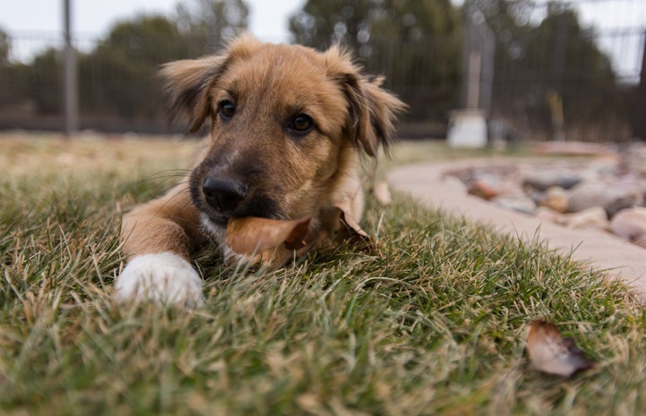 Chandler the once-abandoned pup quickly became a star pupil in puppy preschool