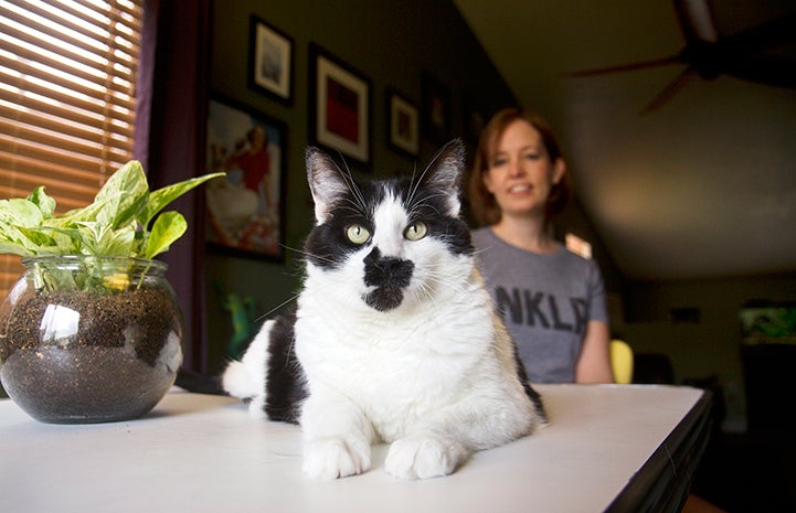 Adopted black and white cat