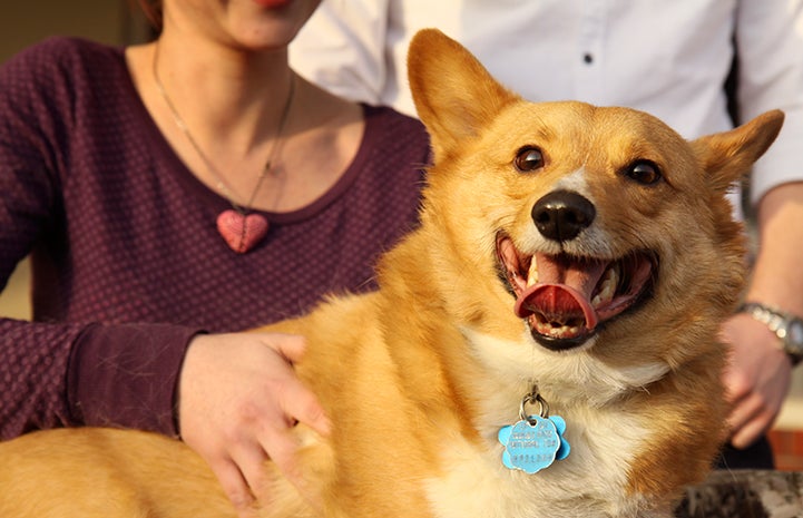 Adopted corgi dog