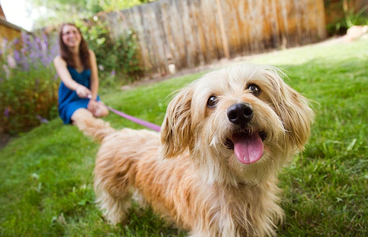 Adopted terrier mix dog