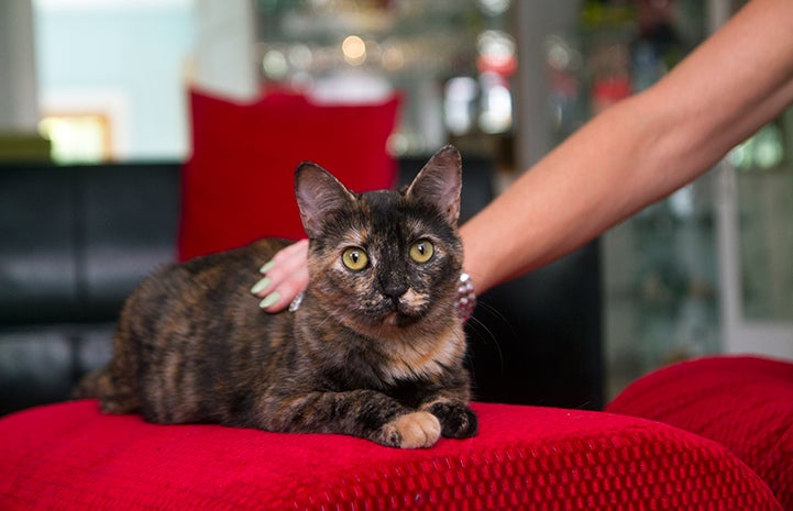 Adopted tortoiseshell cat