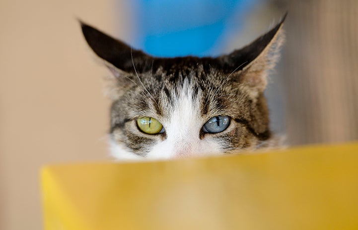 Amelie the cat has one green and one blue eye