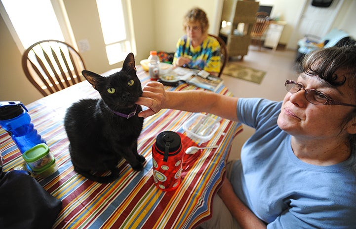 Buddah the cat sitting on a table getting some petting