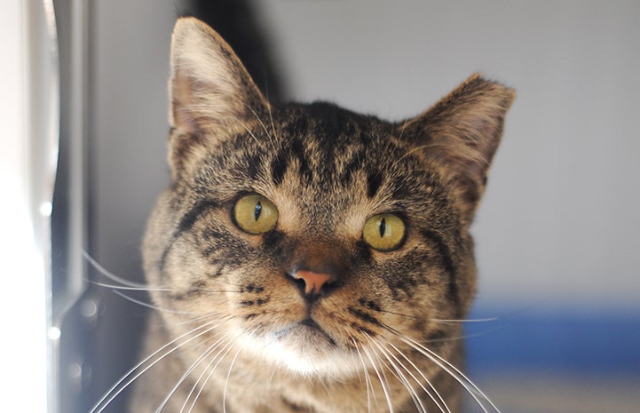 Campbell the cat has an ear-tipped left ear, indicating he has been neutered