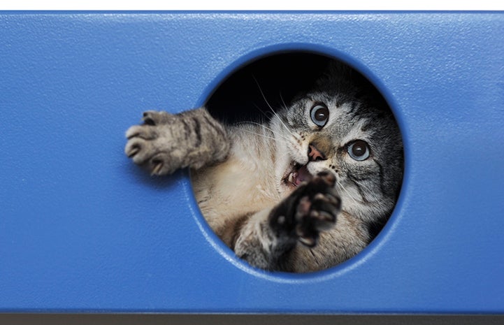 Knox the cat playing in a box