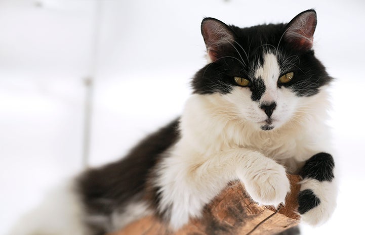 Matisse a tuxedo cat is available for adoption