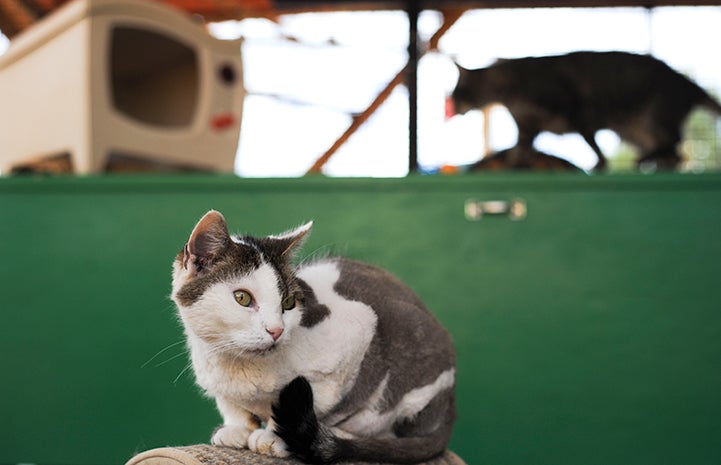 Shelley the white and grey cat is available for adoption