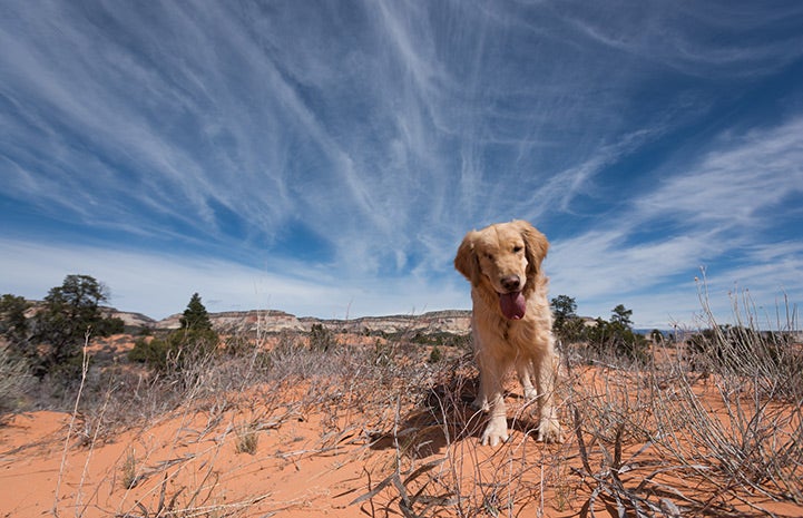 Because taking a hike is more fun with a friend.