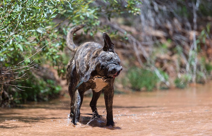 Champ the Akita-mastiff mix shaking the water out