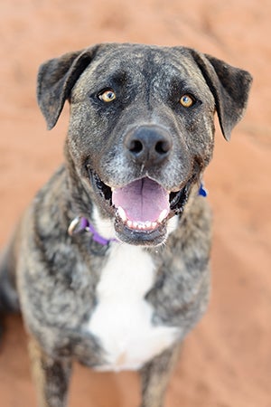 Champ the Akita-mastiff mix