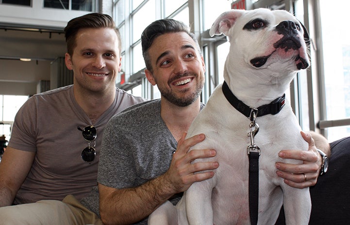 Minnie the American bulldog with her new family, Nathan and Luke