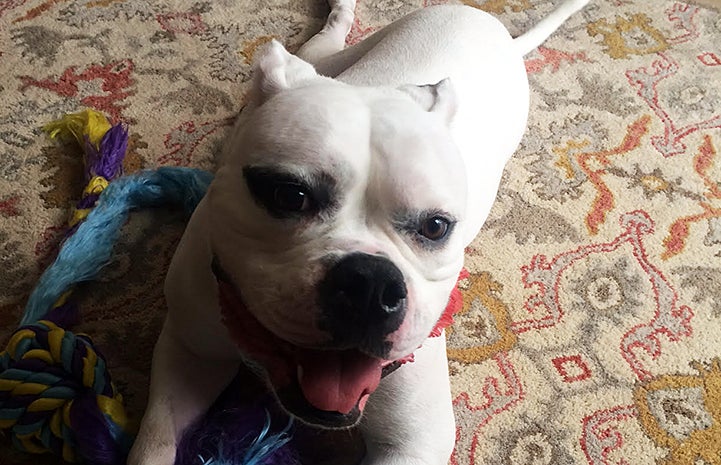 Minnie the American bulldog in her new home