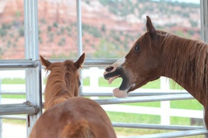 Uncle Walter the Arabian horse teaching Spirit manners 