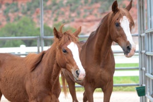 Walter the Arabian horse has turned out to be exactly the father figure Spirit needed