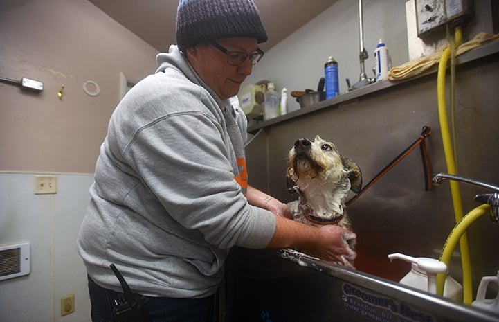 Nochi the dog gazes up adoringly at Alyssa, as if to thank her for keeping his long, wiry fur pristine