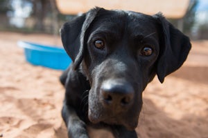 Bayley, the special-needs Bayley sweet, black dog, found his home