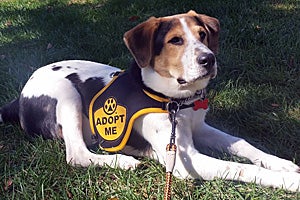 Wyatt the beagle in his Adopt Me vest