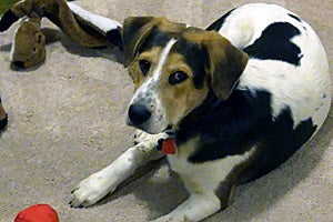 Wyatt the beagle in his new home