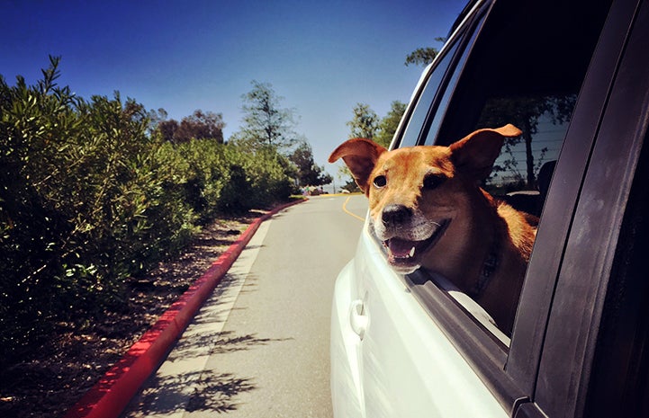 Chance the German shepherd mix enjoying a car ride