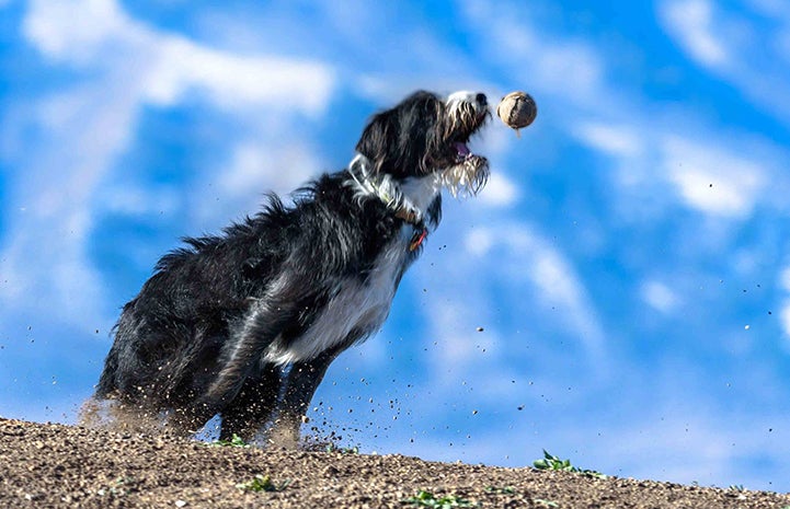 Bean the dog playing with a ball for Best Friends Day