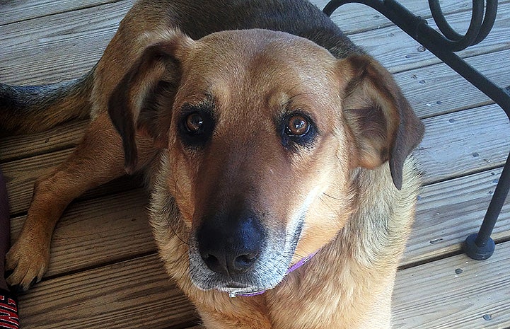 Boomer the dog for Best Friends Day