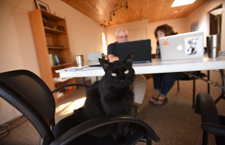 Carmelo the black cat is available for adoption