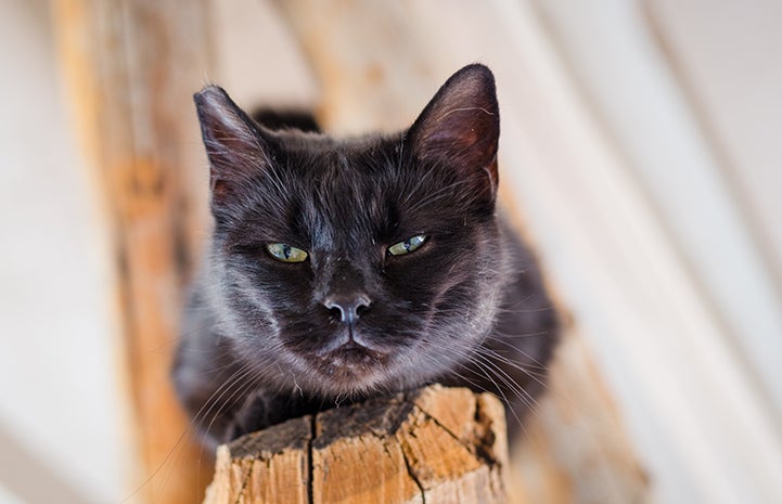 Nibs the black cat is available for adoption