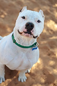 Ralph, the big white dog with the handsome face