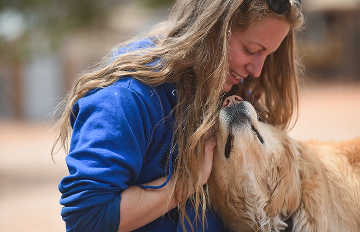 Bodin the golden retriever mix is adorably sweet and huggable, just like a teddy bear