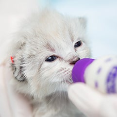 Neonatal kitten drinking from a bottle