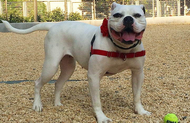 Mary Todd Lincoln, the bulldog mix