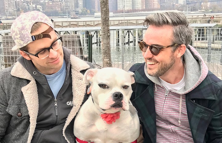 Mary Todd Lincoln, the bulldog mix, with Luke and Nathan