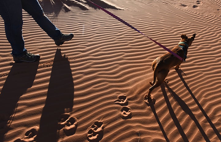 Pretty Girl who was abused in the blood sport of dogfighting taking a walk on the sand