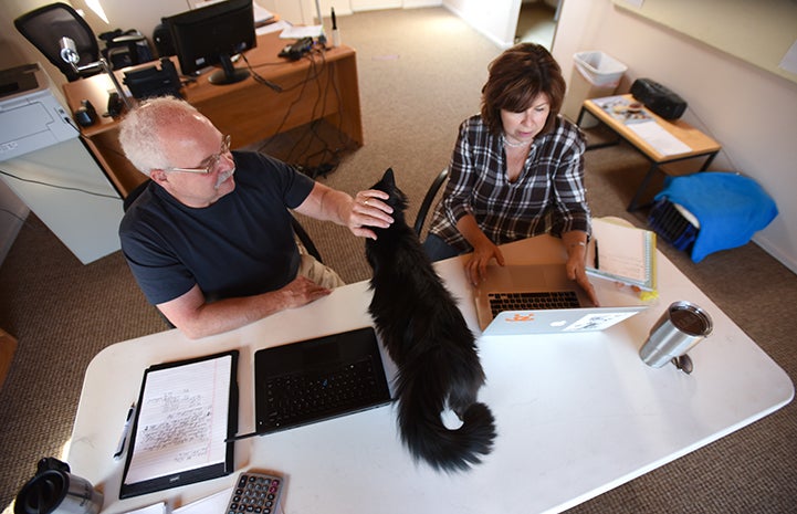 Life in a Sanctuary office clearly agrees with Carmelo the business cat