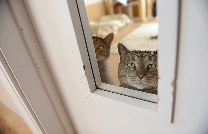 Allen and Grey, both of whom were undercats, are now good kitty friends